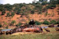 /album/botswana/botswana-2i-chobe-n-p-ippopotamo-morto-jpg/